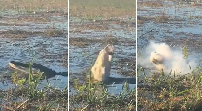 Mira las impresionantes imágenes de un cocodrilo cazando un drone en pelo vuelo