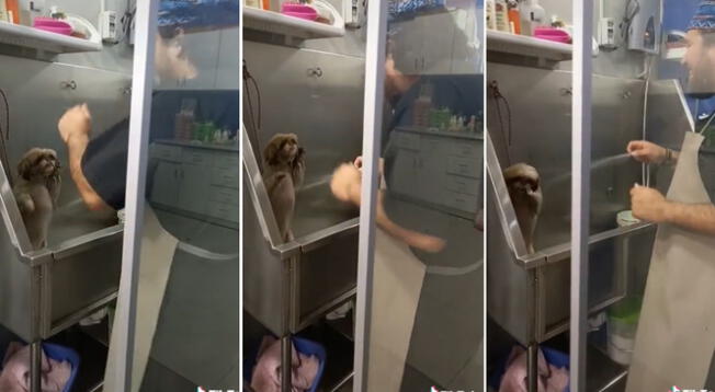 Perro es viral en TikTok por disfrutar de su baño mientras escucha a Frankie Ruiz