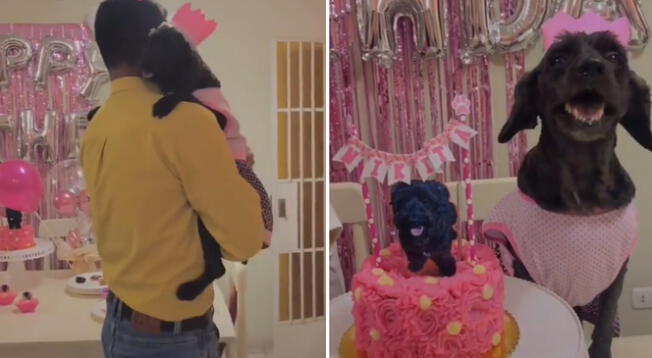 Mira la curiosa celebración que tuvo una perrita con motivo de su "quinceañero perruno"