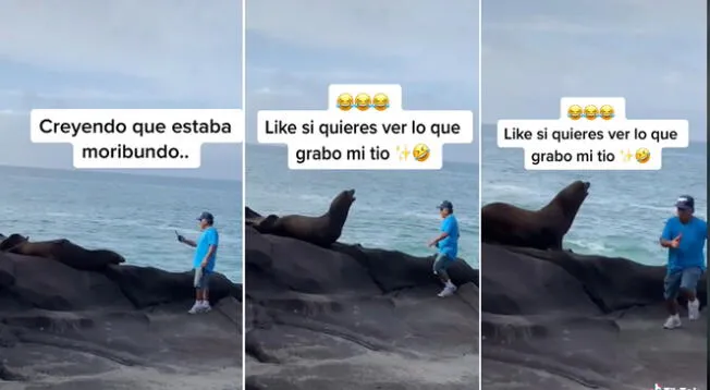 Adulto de mayor pensó que el lobo marino estaba moribundo, pero la realidad fue otra