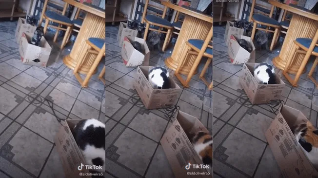 TikTok viral: usuario intentó sorprender a sus mascotas.