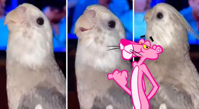 Pájaro se vuelve viral al cantar tema de 'La Pantera Rosa' - VIDEO Pájaro se vuelve viral al cantar tema de 'La Pantera Rosa' - VIDEO