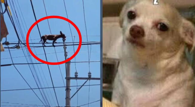 Viral: Perro es captado caminando sobre los cables de luz