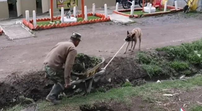 El curioso perrito vio a su dueño en problemas y no dudó en ayudarlo