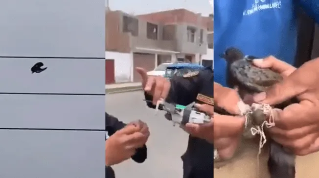 Video del rescate del ave no tardó en hacerse viral en redes sociales. Video del rescate del ave no tardó en hacerse viral en redes sociales.