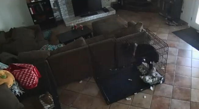 Supuesto fantasma le quitó el collar a un perro y video aterroriza las redes Supuesto fantasma le quitó el collar a un perro y video aterroriza las redes
