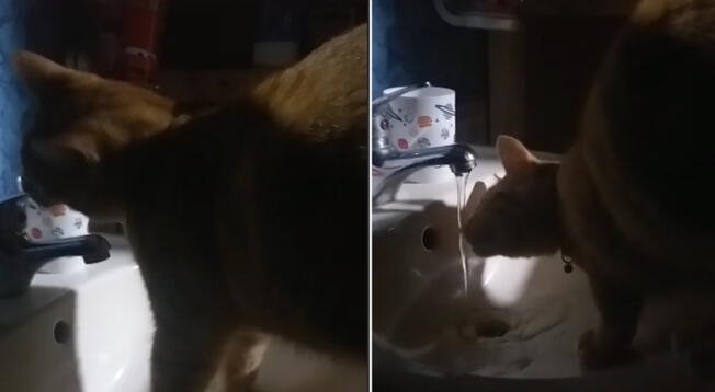 Mujer descubre que su gato toma de la llave en lugar de su plato
