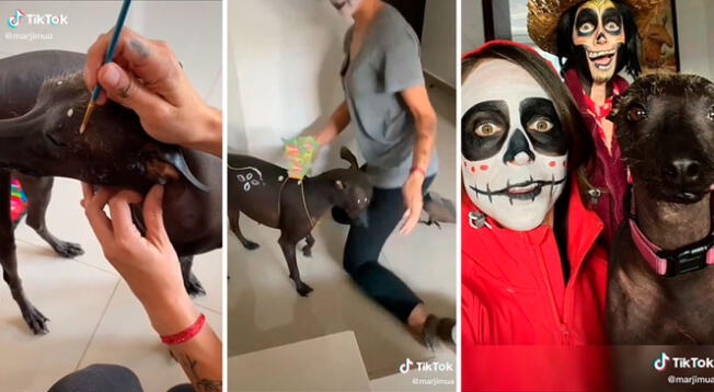 Perrita es disfrazada de la mascota 'Dante' de la película Coco - VIDEO Perrita es disfrazada de la mascota 'Dante' de la película Coco - VIDEO