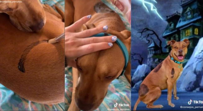 TikTok: sujeto disfrazó de 'Scooby Doo' a su mascota y es viral