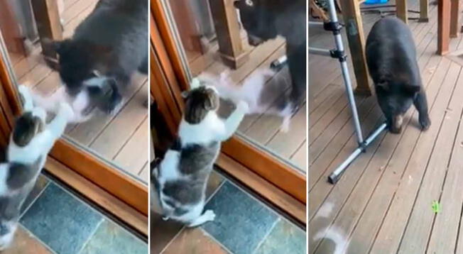 Gato responde con furia para espantar a un oso del hogar de su familia - VIDEO