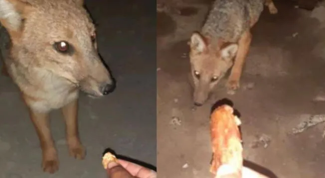 Comas: zorro Run Run es alimentado con pollo a la brasa por una vecina