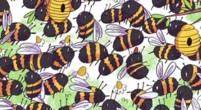 Reto visual nivel PRO: encuentra al oso escondido entre las abejas