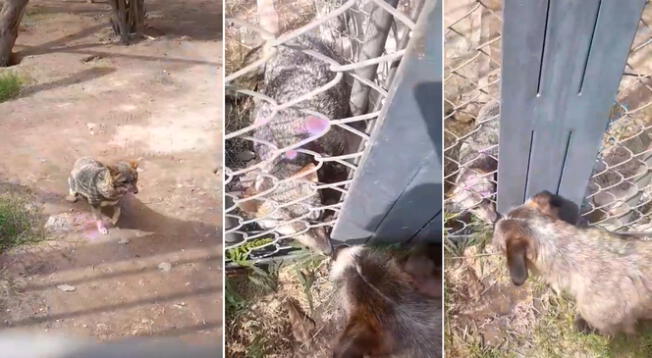 Zorrito 'Run' tuvo un emotivo reencuentro con uno de sus amigos y video conmueve en TikTok