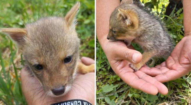 Zorrito fue rescatado cuando iba a ser vendido en Cajamarca.