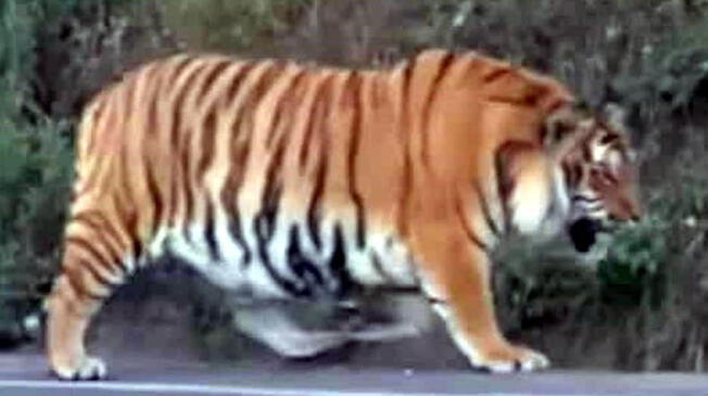 Viral: Enorme tigre de bengala anda libre en México - VIDEO