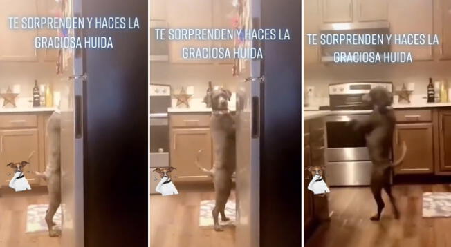 Viral: perro tiene curiosa reacción al ser sorprendido con las