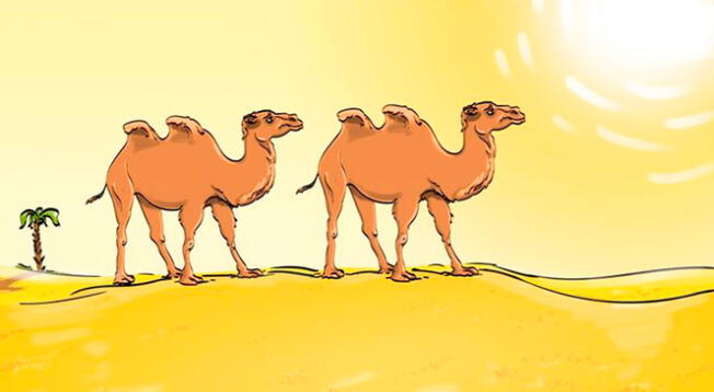 Reto visual: Halla el error sobre estos camellos; Solo el 10% lo logro a tiempo