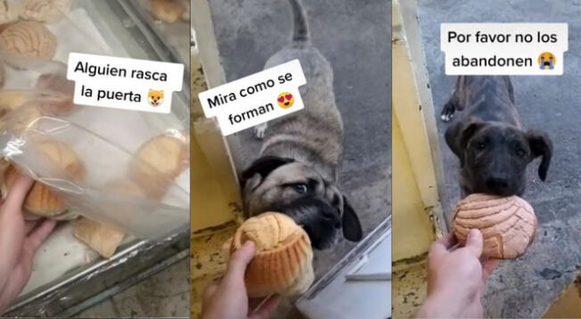 TikTok: perros callejeros hacen cola para recibir comida de una panadería