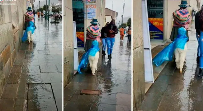 Cusco: Mujer cubre a su alpaca de la lluvia con un poncho impermeable - VIDEO