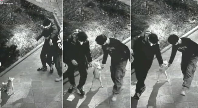TikTok: jóvenes en presunto estado de ebriedad se pusieron a bailar con un perrito de la calle