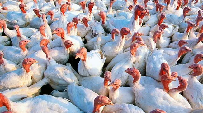 Precio del pavo sube a 17 soles el kilo a pocas semanas de Navidad y Año Nuevo Precio del pavo sube a 17 soles el kilo a pocas semanas de Navidad y Año Nuevo