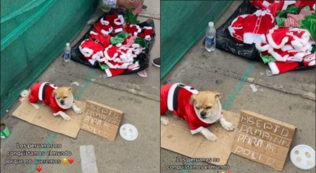 TikTok: perrito acompaña a su dueña a vender trajes navideños para mascotas