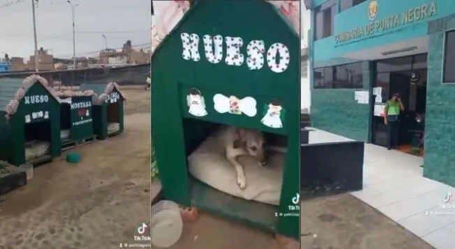 Viral: policías rescatan a 3 perros callejeros y les construyen una casa para cada uno Viral: policías rescatan a 3 perros callejeros y les construyen una casa para cada uno