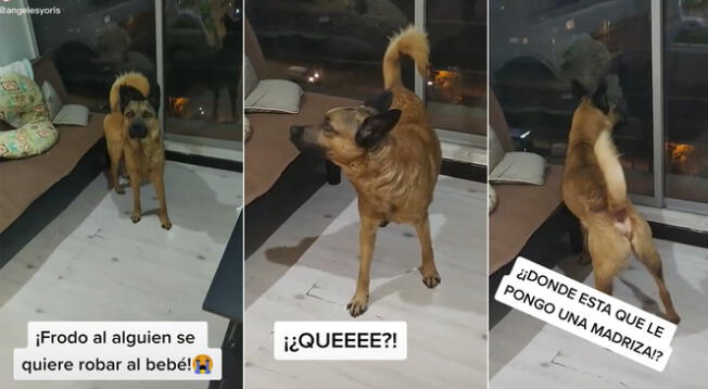 Perro tiene sorpresiva reacción al enterarse que alguien pretende robarse al bebé