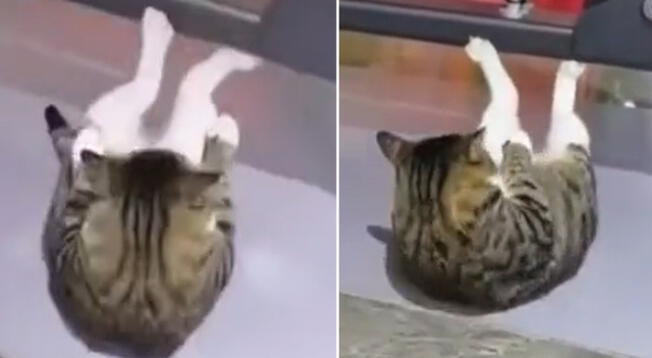 Gato se vuelve viral en TikTok por hacer abdominales en gimnasio