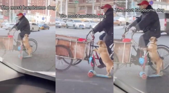 Viral: perro usa scooter para transportarse en una avenida - VIDEO