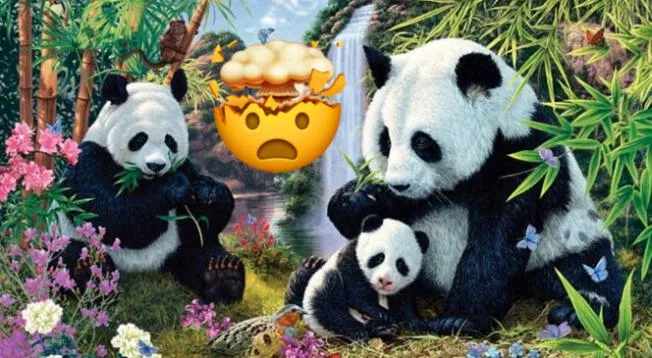 Reto visual sobre los osos pandas.