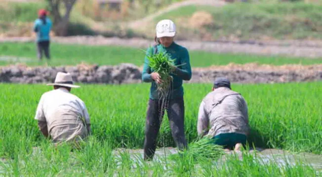 Conoce los requisitos para que puedas acceder al Bono agrario de 350 soles Conoce los requisitos para que puedas acceder al Bono agrario de 350 soles