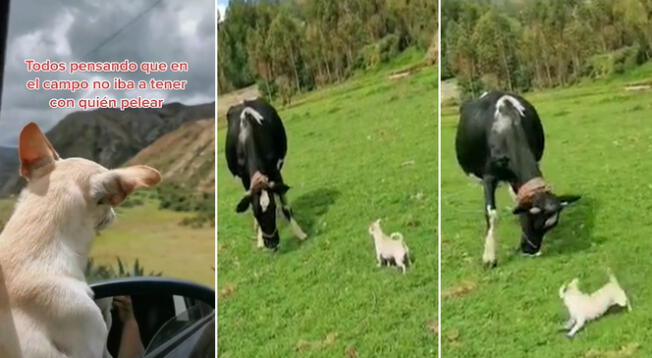 Perro le busca pelea a una vaca y video se vuelve viral en TikTok