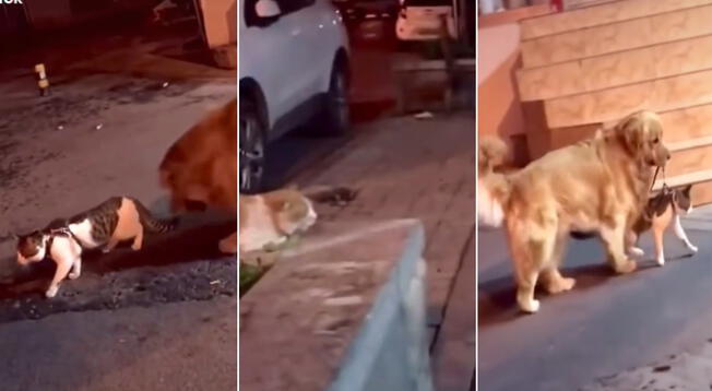 Perro interrumpe lo que hubiera sido una batalla épica entre dos gatos