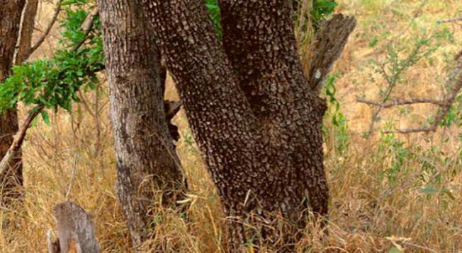 Reto visual: ¿Qué logras ver al animal oculto? Examina esta fotografía y hállalo