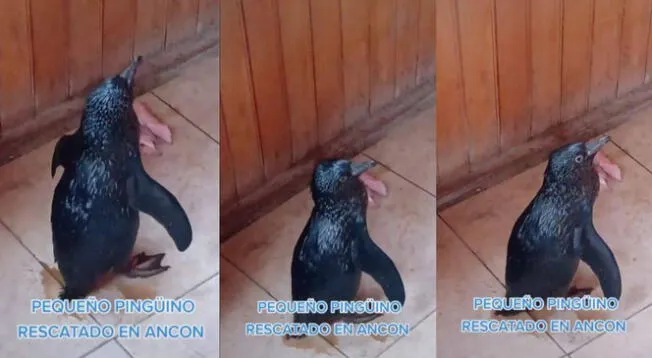 Jóvenes voluntarios rescatan a pingüino cubierto de petróleo en playa de Ancón - VIDEO
