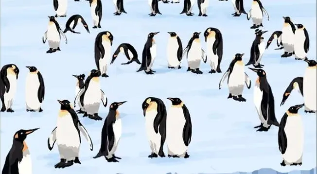 Reto visual: ¿Ves los pingüinos con sombrero? Atreves a hallarlos en 15 segundos