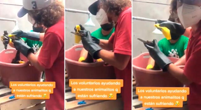 Voluntarios son captados limpiando a un ave cubierta petróleo: