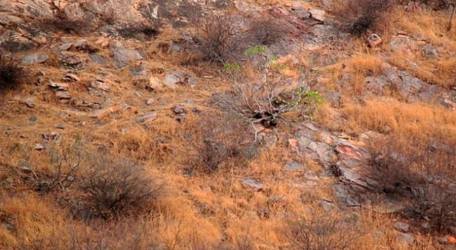 Reto visual: encuentra al leopardo escondido en la foto; solo tienes 15 segundos Reto visual: encuentra al leopardo escondido en la foto; solo tienes 15 segundos