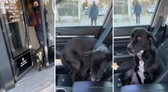 Viral: perro causa ternura al ponerse solito el cinturón de seguridad