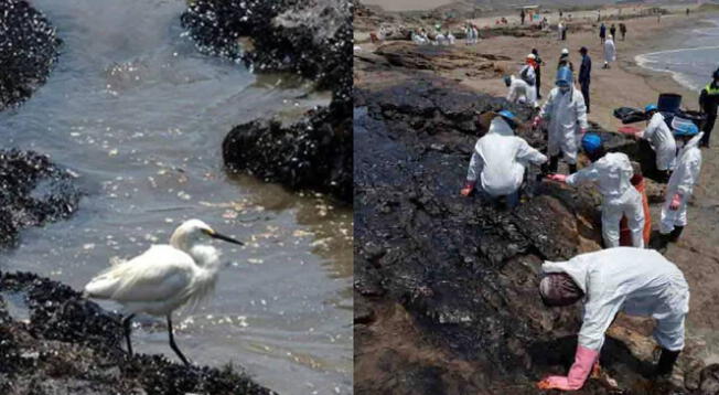 Serfor habilitó 4 puntos de acopio para aves afectadas por el derrame de petróleo