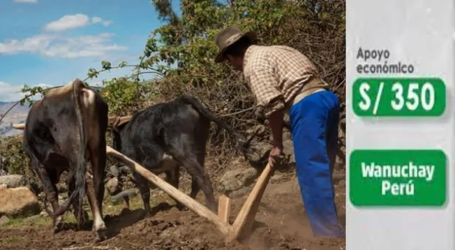 El subsidio agrario beneficiará a más de 60 mil agricultores, conoce en la siguiente nota todos los detalles del subsidio.