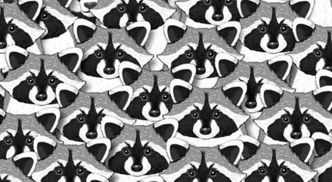 Reto visual: Localiza al único panda entre los mapaches antes de 10 segundos