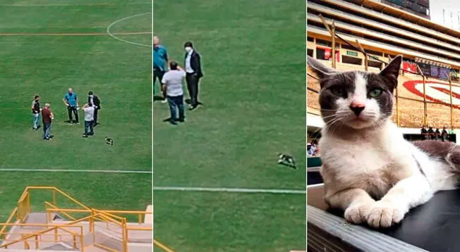 Universitario: ¿Quién es el gato del Estadio Monumental?