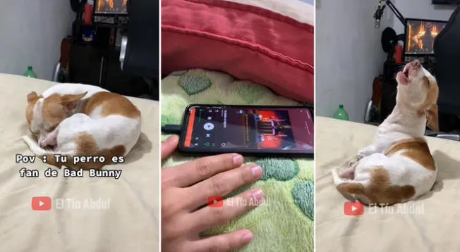 Viral: Perrito se vuelve viral por