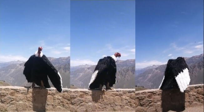 TikTok viral: 'Cóndor' es captado bailando reguetón en el cañón del Colca- VIDEO