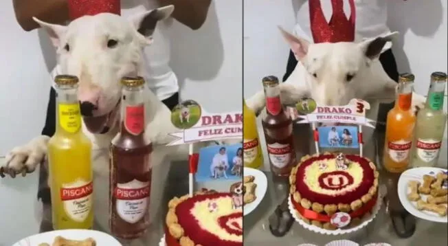 TikTok: perrito 'Drako' celebra su cumpleaños con torta de Universitario - VIDEO