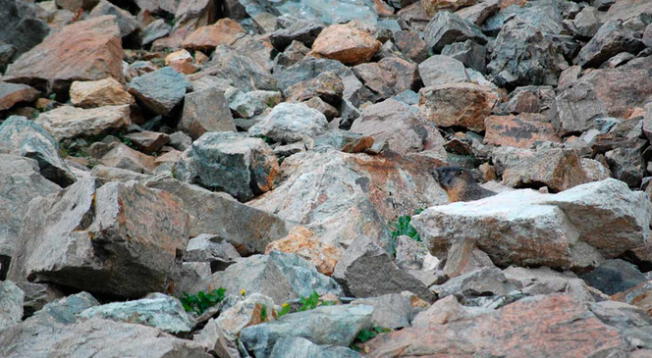 Reto visual: Halla al animal oculto en las piedras; 1 de cada 10 personas lo logró Reto visual: Halla al animal oculto en las piedras; 1 de cada 10 personas lo logró