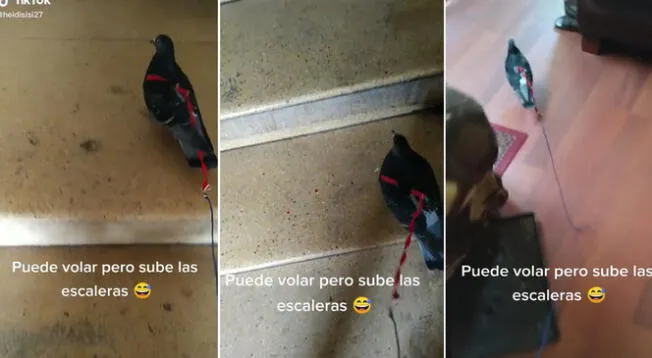 Adorable palomita se vuelve viral por subir las escaleras a patita que volando