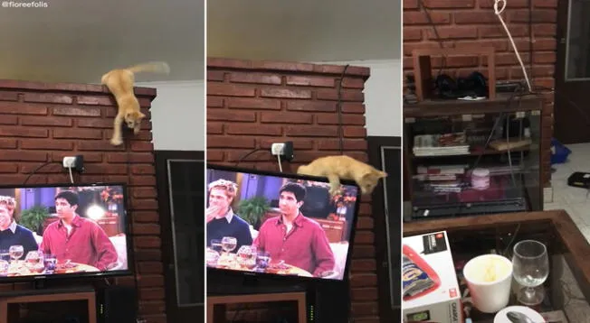 Gato arruina los planes de una familia al tumbarse el televisor; video es viral